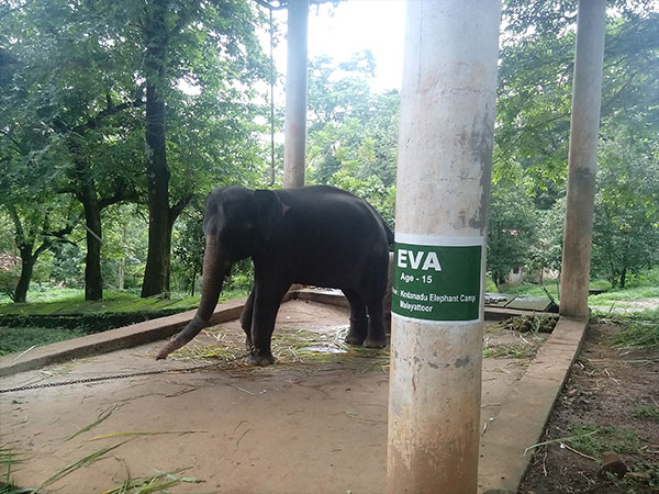 4) Kodanand Elephant Training Centre: