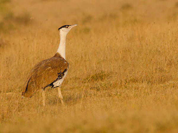 9) Great Indian Bustard Sanctuary: