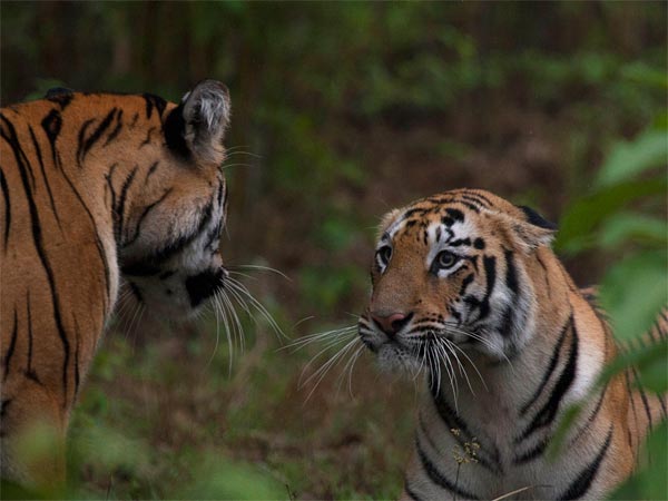 3) Jim Corbett National Park, Uttarakhand