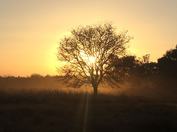 1. Kanha National Park, Madhya Pradesh