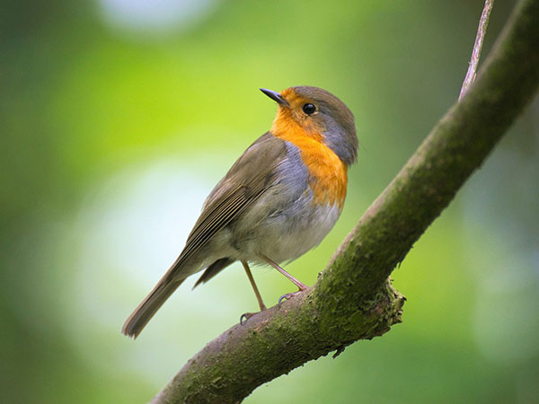 2) Karnala Bird Sanctuary: