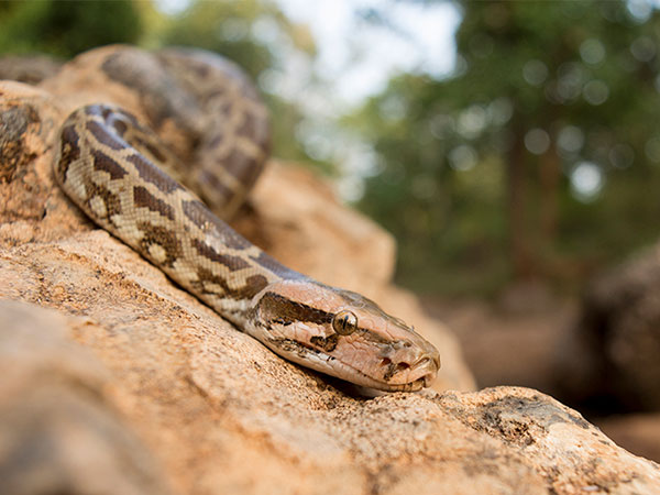 5) Koyna Wildlife Sanctuary: