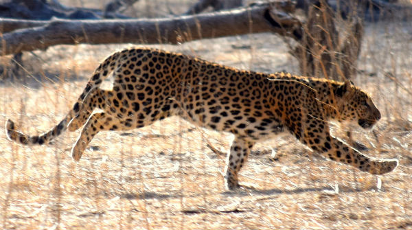 6) Sariska Tiger Reserve, Rajasthan