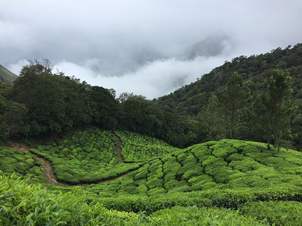 4. Nillai Tea Estate