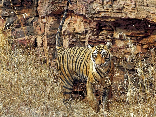 1) Ranthambore National Park, Rajasthan