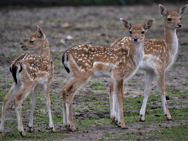 7) Sagareshwar Deer Park: