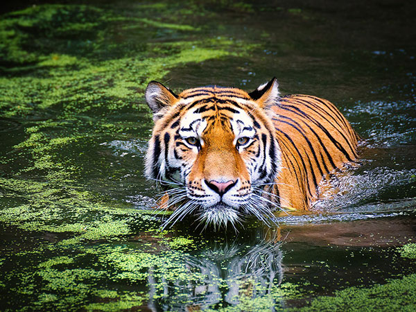 6) Sahyadri Tiger Reserve: