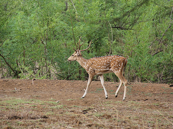 1) Sanjay Gandhi National Park: