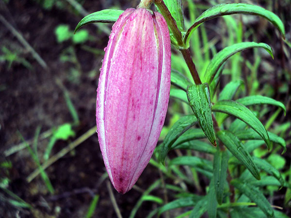 1. Shirui Kashong Peak