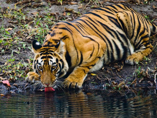 2) Sundarban National Park, West Bengal
