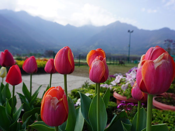 6) Tulip Gardens: