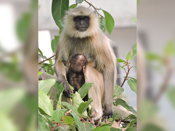 11) Yawal Wildlife Sanctuary: