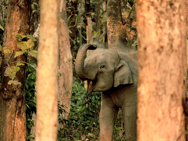 3) Chapramari Wildlife Sanctuary