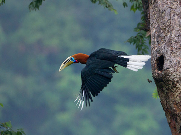 1) Mahananda Wildlife Sanctuary