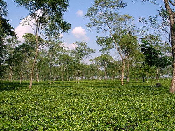 4) Odlabari