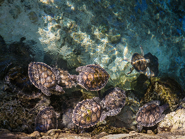 3. Konkan Velas Turtle Festival