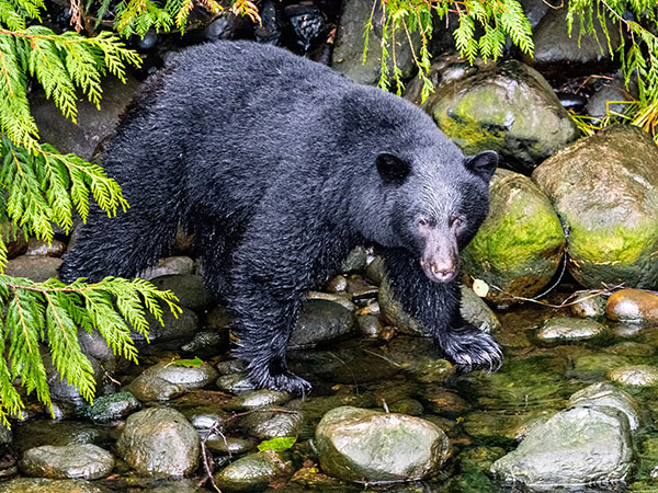 3. Yangoupokpi – Lokchao Wildlife Sanctuary