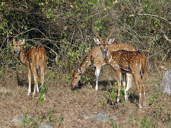 Bhimbandh Wildlife Sanctuary