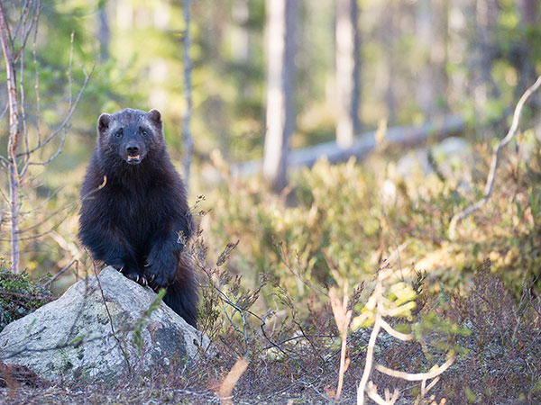 4. Kaundinya Wildlife Sanctuary