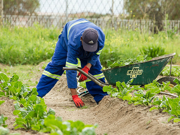 1. Organic Farming
