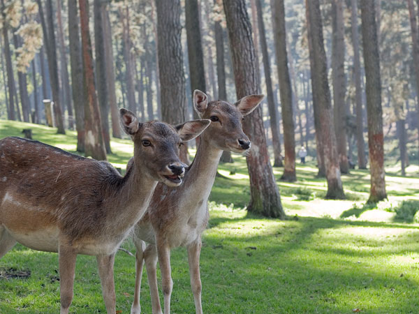 1. Bir Talab Zoo