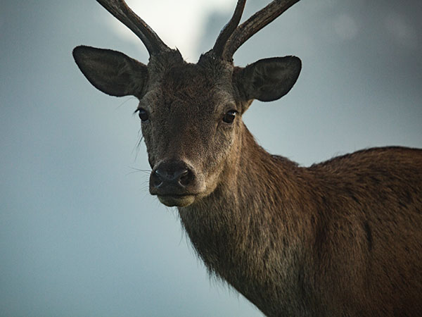 5. Wildlife Volunteering