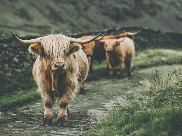 4. National Research Centre On Yak