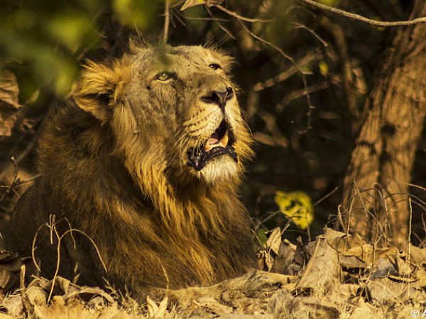 11) Gir National Park, Gir