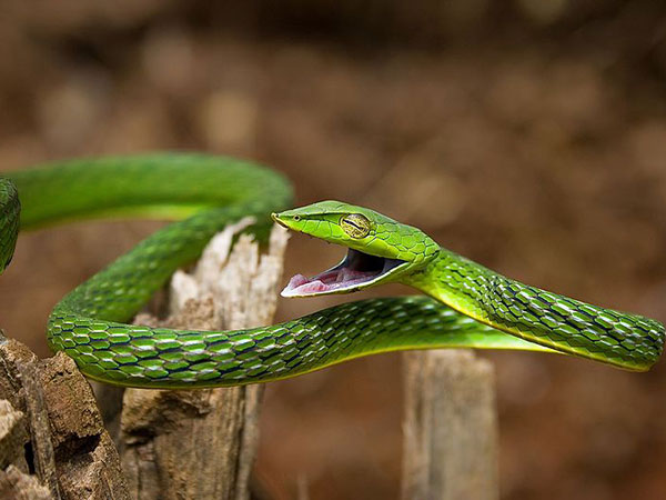 11) Agumbe
