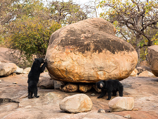 10) Jessore Sloth Bear Sanctuary, Banaskantha district