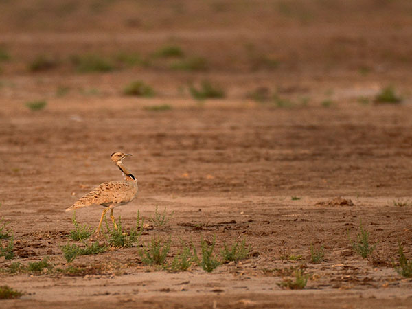 8) Kutch Bustard Sanctuary, Kutch District