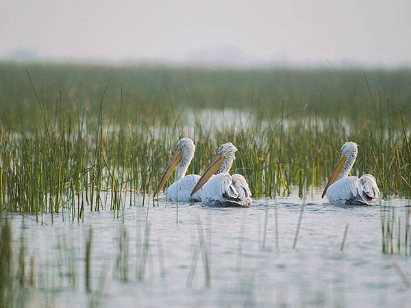 5) Nal Sarovar Bird Sanctuary, Nalsarovar