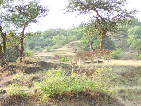 9) Narayan Sarovar Sanctuary, Kutch District