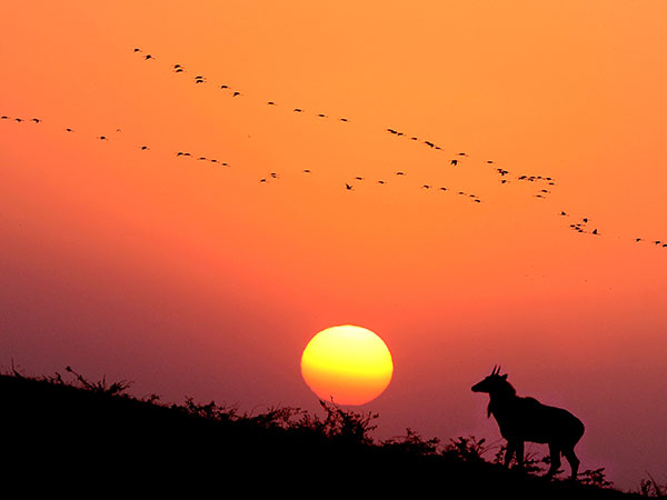 6) Porbandar Bird Sanctuary, Porbandar