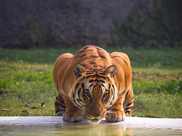 1. Ranthambore National Park
