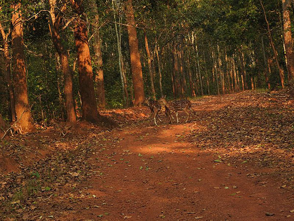 1) Simlipal National Park: