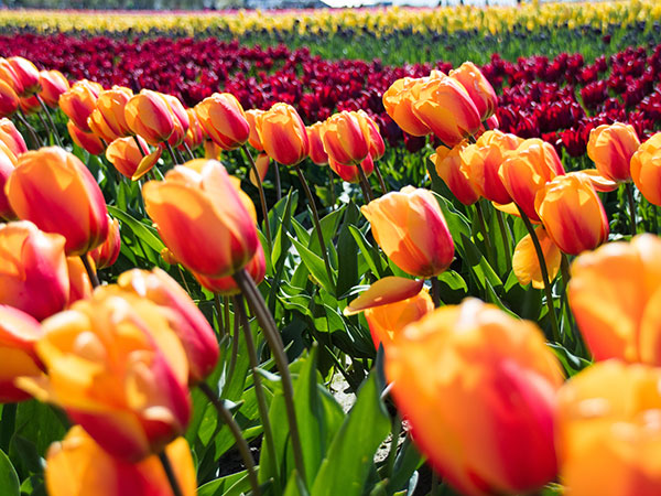 1. Tulip Festival, Kashmir