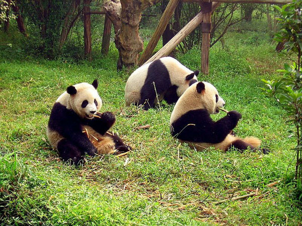 3) Miao Zoo: