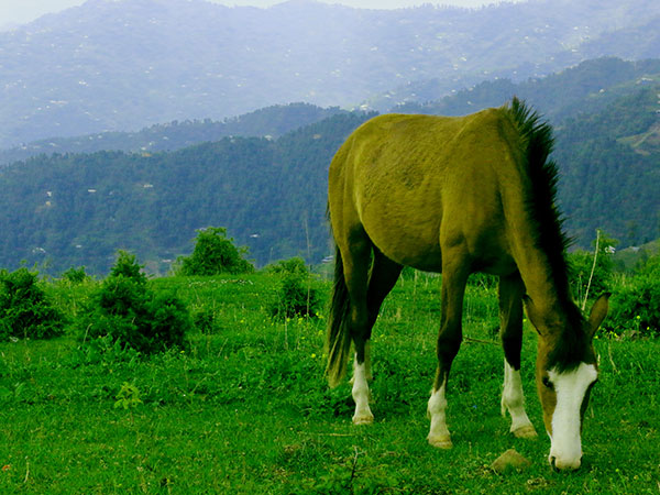 2) Seoj Meadow: