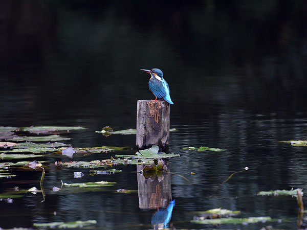 Wildlife At Mandrem: