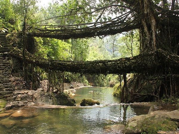 Double Decker Living Root Bridges