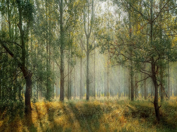 Mawphlang Sacred Grove