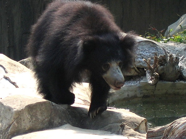 3. Jessore Sloth Bear Sanctuary