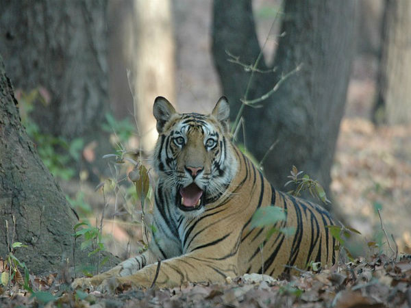 Bandhavgarh National Park