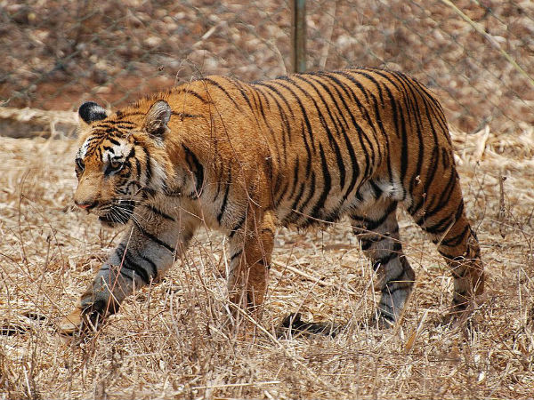 2. Mhadei Wildlife Sanctuary