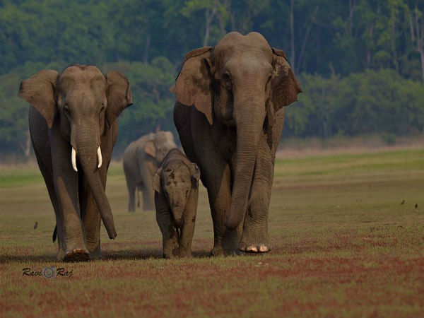 Jim Corbett National Park