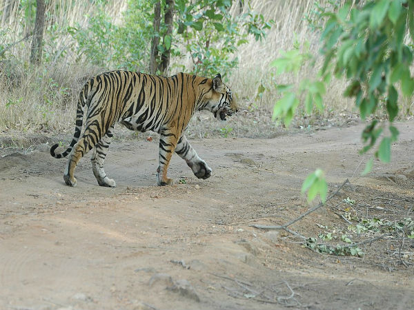 Kanha National Park