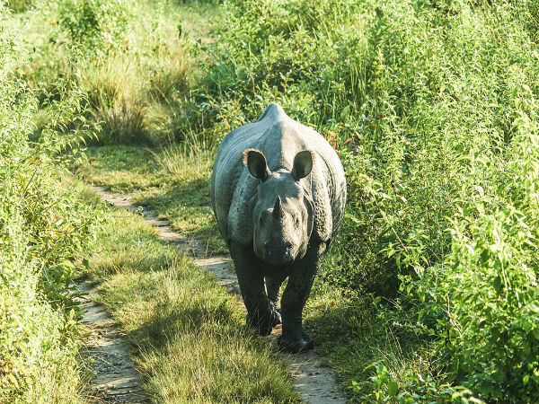 Manas National Park