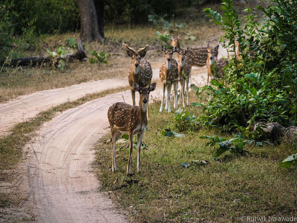 Pench National Park