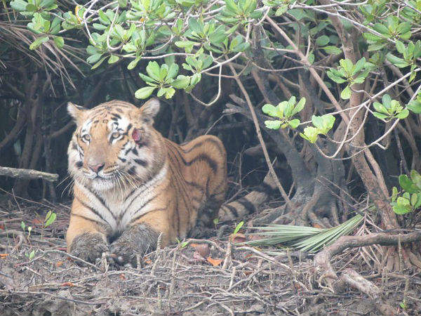 Sunderbans National Park